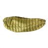 PAJAK QUEST QUILT (Olive)