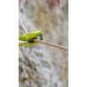 Kinglet 9.2mm climbing rope 80M (Snow)
