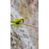 Kinglet 9.2mm klimtouw 80M (Sneeuw)