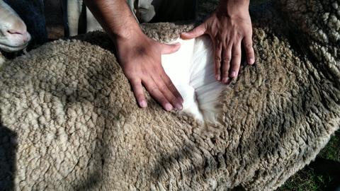 toison_mouton_et_main_fermier_large.jpeg