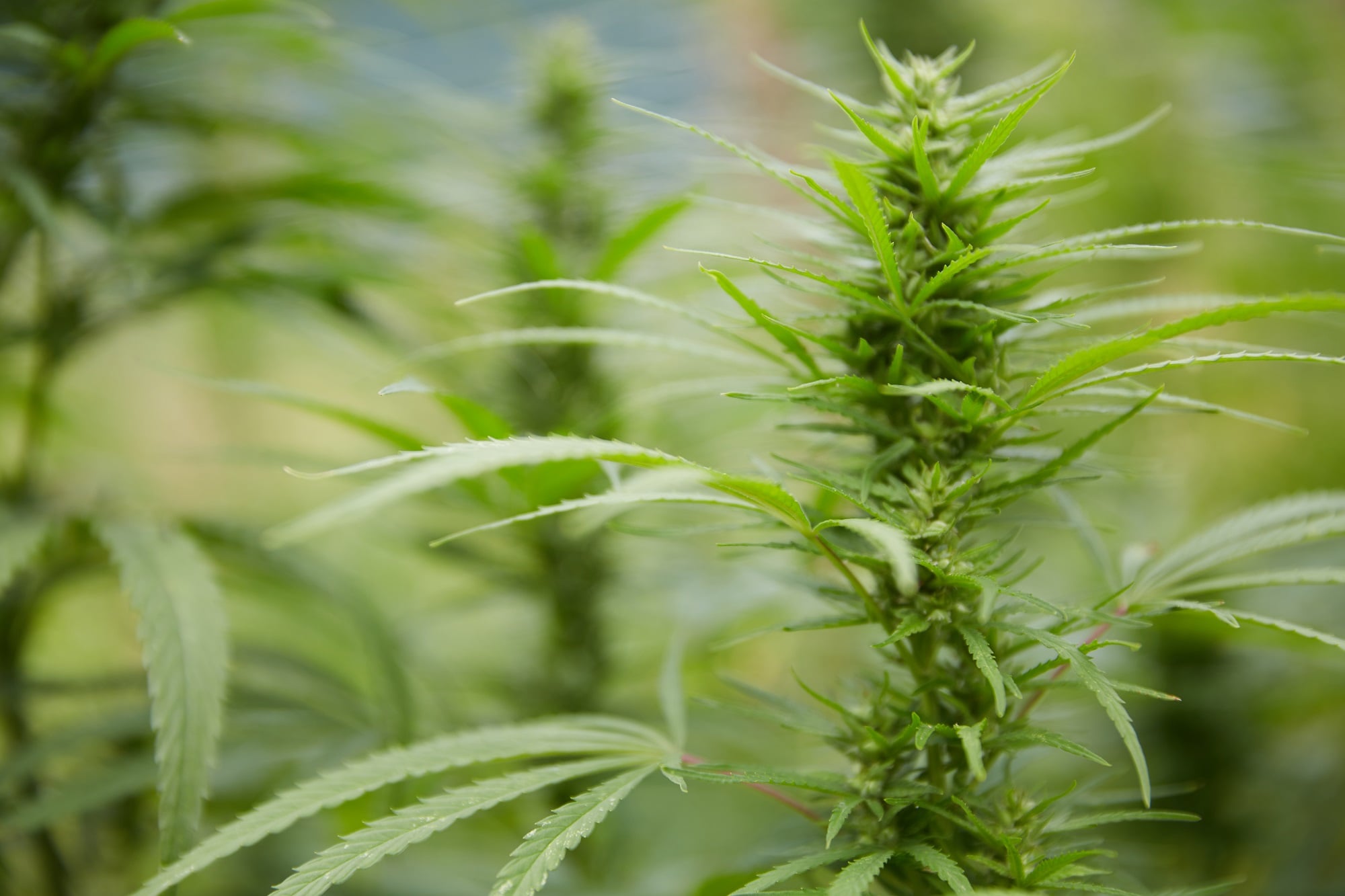 hemp salewa